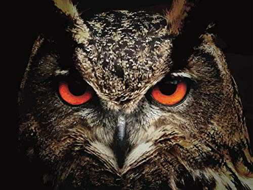 Diamond Painting Kits for Adults  5D Diamond Painting Kit Full Drill Owl Diamond Art Kits for Home Wall Decor 12x16inch