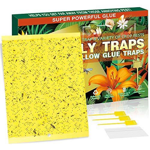 Fruit Fly Traps 20 Pack  DualSided Yellow Sticky Traps for Indoor  Outdoor Use  Gnat Sticky Traps for Fungus Gnats Aphids Whiteflies Thrips  8x6 Inch With Twist Ties and Plastic Holders