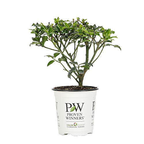 Proven Winners ILXPRC1067800 Castle Keep Blue Holly Live Shrub 45 in Quart Evergreen Foliage