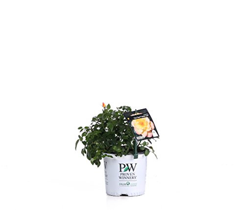 Oso Easy Italian Ice Landscape Rose Rosa Live Shrub Orange Pink and Yellow Flowers 1 Gallon