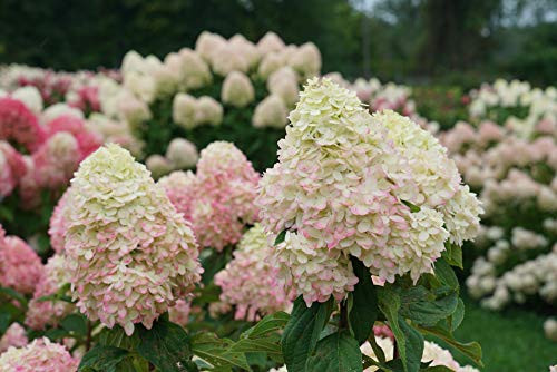 Proven Winners HDYPRC1196101 Limelight Prime Hydrangea Live Plant 1 Gal Green and Pink Flowers Proven Winners HDYPRC1196101 Limelight Prime Hydrangea Live Plant 1 Gal Green and Pink Flowers