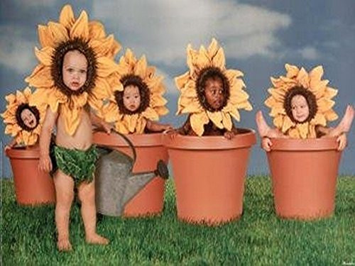 5 Sunflower Kids in Flower Pots Photograph 36.5x24.5 Art Print Poster Super Babies Baby Cute Funny Yellow