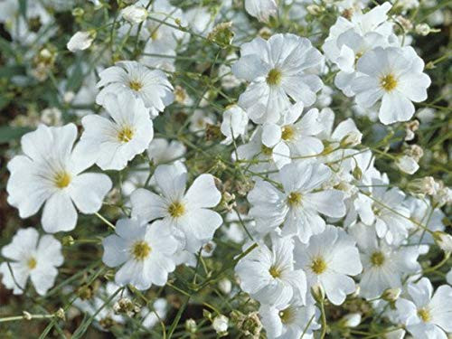 Babys BreathCovent Garden White Wildflower Flowers 1000 Premium Seeds Beautiful Cut Flower! Gypsophila elegans Islas Garden Seeds Highest Quality Highest Purity 9095 Germination Rates Babys BreathCovent Garden White Wildflower Flowers 1000 Premium Seeds Beautiful Cut Flower! Gypsophila elegans Islas Garden Seeds Highest Quality Highest Purity 9095 Germination Rates