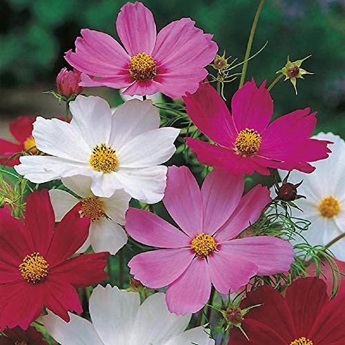 2000 Sensation Mix Cosmos Bipinnatus Seeds by Seeds2Go 2000 Sensation Mix Cosmos Bipinnatus Seeds by Seeds2Go