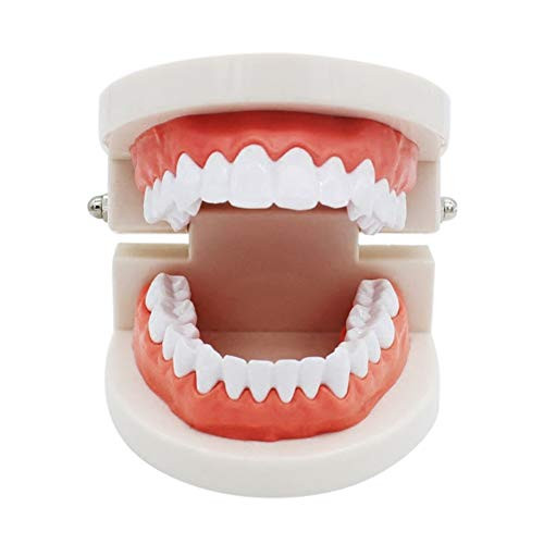 Standard Teeth Model  LVCHEN Kids Dental Teaching Study Supplies Brushing Practice with Removable Lower Teeth Education with Removable Lower Teeth Patient and Student Model