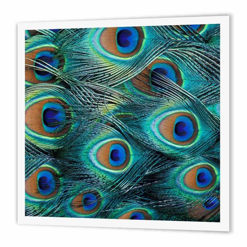 3dRose Natural Pattern in Male Peacock Feathers - Na02 Aje0235 - Adam Jones - Iron on Heat Transfer, 6 by 6-inch, for White Material (ht_83563_2)
