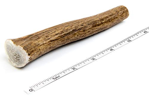 Devil Dog Pet Co Antler Dog Chew Premium Elk Antlers for Dogs Long Lasting Dog Bones for Aggressive Chewers No Mess No Odor Wild Shed in The USA Veteran Owned Small Devil Dog Pet Co Antler Dog Chew Premium Elk Antlers for Dogs Long Lasting Dog Bones for Aggressive Chewers No Mess No Odor Wild Shed in The USA Veteran Owned Small