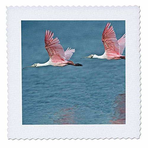 3dRose qs_89031_1 Florida, Ding Darling NWR, Roseate Spoonbill birds US10 BFR0108 Bernard Friel Quilt Square, 10 by 10"