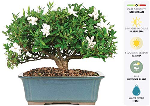 Brussels Live Gardenia Outdoor Bonsai Tree  6 Years Old 10 to 14 Tall with Decorative Container