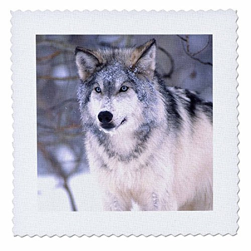 3dRose Timber Wolf, Canis Lupus - Na02 Dno0319 - David Northcott - Quilt Square, 10 by 10-Inch (qs_83899_1) 3dRose Timber Wolf, Canis Lupus - Na02 Dno0319 - David Northcott - Quilt Square, 10 by 10-Inch (qs_83899_1)