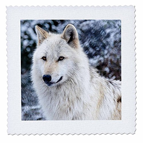 3dRose Rocky Mountain Gray Wolf - Quilt Square, 10 by 10-Inch (qs_173719_1)