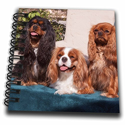 3dRose db_258253_3 Trio of Cavalier King Charles Spaniel Posing, MR Mini Notepad, 4" x 4", Clear