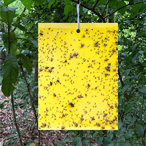 Sticky Trap Flying Insect Trap Catcher Fruit Fly and Fungus Gnat Killer for Capturing Gnats Flies Aphids Flying Insects  50 Pack 6x8 Inch Traps Twist Ties Included