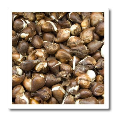 3dRose ht_82274_1 Netherlands, Amsterdam, Market Tulip Bulbs-Cindy Miller Hopkins-Iron on Heat Transfer for Material, 8 by 8-Inch, White
