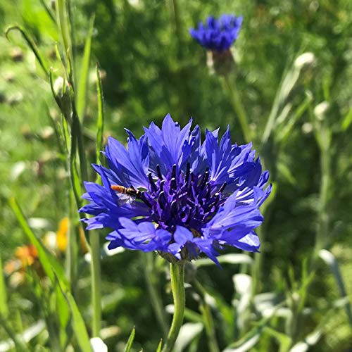 WULOONSO Bachelor Button TallBlue Cornflower Flower Seeds Centaurea Cyanus