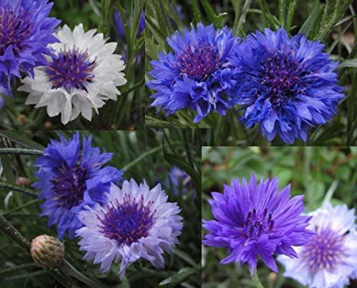 WULOONSO Blue Cornflower Flower Seeds Centaurea Cyanus for Garden Yards Planting