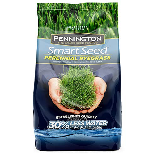 Pennington 100526658 Smart Perrenial Rye Grass Seed, 3 LBS