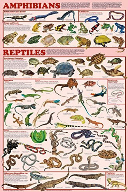 Amphibians and Reptiles Laminated Educational Science Classroom Chart Print Poster 24x36 Amphibians and Reptiles Laminated Educational Science Classroom Chart Print Poster 24x36