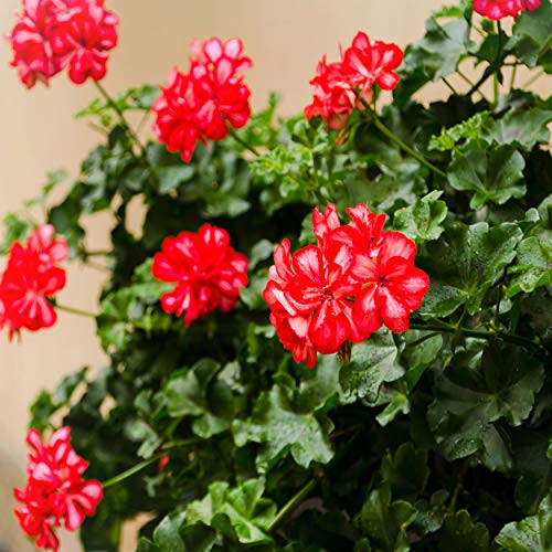 Outsidepride Geranium Scarlet  25 Seeds