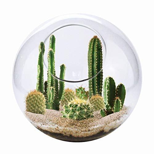 Unique Gardener Grow Your Own Cacti Desert Terrarium Kit Just Add Water and Sprout Some Cactus Succulents for The Office Or Home Unique Gardener Grow Your Own Cacti Desert Terrarium Kit Just Add Water and Sprout Some Cactus Succulents for The Office Or Home