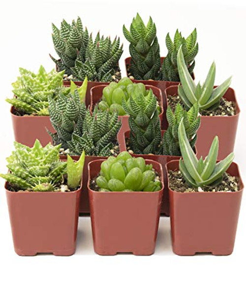 Shop Succulents Haworthia Collection Assortment of Hand Selected Fully Rooted Alluring Miniature Aloe Live Indoor Succulent Plants 10Pack