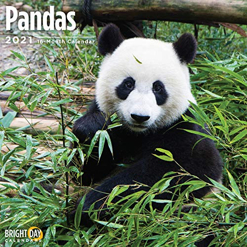 2021 Pandas Wall Calendar by Bright Day 12 x 12 Inch Cute Bear Animal
