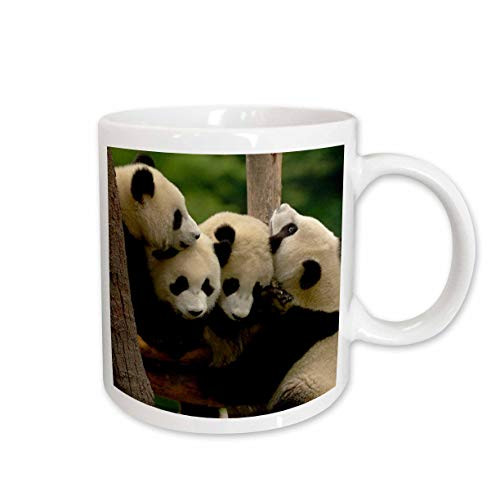 3dRose Giant Panda Bears Wolong China Conservation China Pete Oxford Ceramic Mug 11Oz