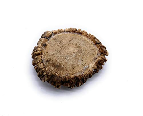 Perfect Pet Chews Elk Antler Burr Dog Chew Grade A All Natural Organic and Long Lasting Treats Made from Naturally Shed Antlers in The USA Regular Treat Perfect Pet Chews Elk Antler Burr Dog Chew Grade A All Natural Organic and Long Lasting Treats Made from Naturally Shed Antlers in The USA Regular Treat