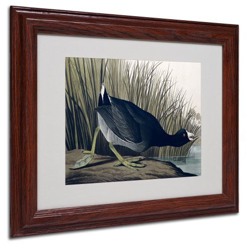 American Coot Matted Artwork by John James Audubon with Wood Frame 11 by 14Inch