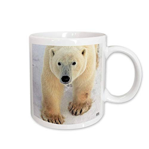 3dRose Polar Bear CloseUp Ceramic Mug 11Ounce