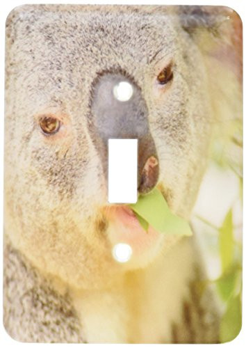 3dRose lsp885441 Queensland Koala Bear Eucalyptus San Diego Zoo Ca Us05 Mpr0030 Maresa Pryor Single Toggle Switch