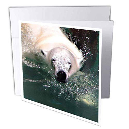3dRose Cool Polar Bear  Greeting Cards 6 x 6 inches set of 6 gc122061