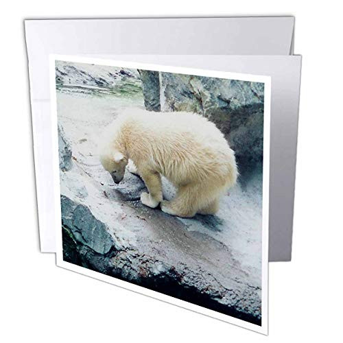 3dRose Cute Polar Bear Cub Playing  Greeting Cards 6 x 6 inches set of 6 gc247501
