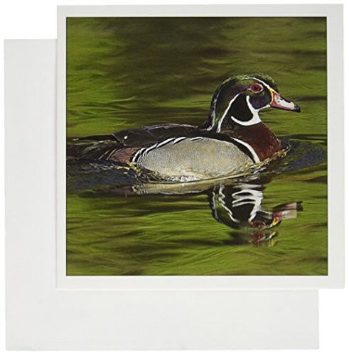3dRose Male Wood Duck Aix sponsa  NA02 AJE0339  Adam Jones  Greeting Cards 6 x 6 inches set of 12 gc836312