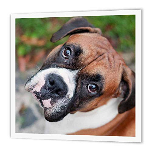 3dRose ht1550192 Cute Boxer Dog Portrait CanineIron on Heat Transfer Paper for White Material 6 by 6Inch