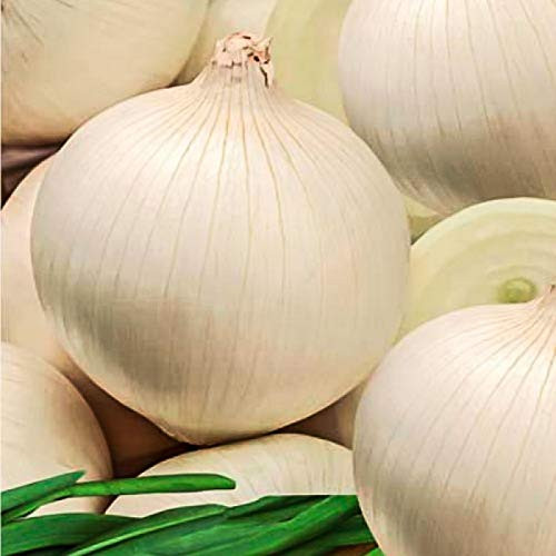 GL Seeds Onion White Queen Giant Vegetable Heirloom Non GMO
