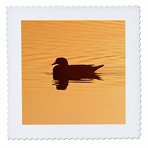 3dRose qs_209841_4 Wood Duck Male in Wetland at Sunrise, Marion, Illinois, USA Quilt Square, 12 by 12" 3dRose qs_209841_4 Wood Duck Male in Wetland at Sunrise, Marion, Illinois, USA Quilt Square, 12 by 12"