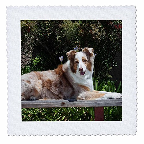 3dRose qs_88760_4 Australian Shepherd Dog-Us05 Zmu0027-Zandria Muench Beraldo-Quilt Square, 12 by 12-Inch