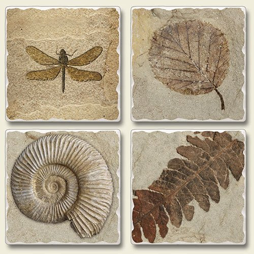 Captured in Stone Square Assorted Tumbled Stone Coaster Set of 4, Highland Graphics