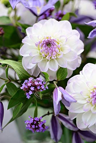 Rare Dahlia Opera Pompon White and Purple 100 Fresh Seeds