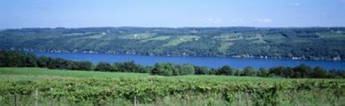 Posterazzi Vineyard background Keuka Finger Lakes New York State USA Poster Print 36 x 12 Posterazzi Vineyard background Keuka Finger Lakes New York State USA Poster Print 36 x 12