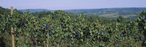 Posterazzi Bunch of grapes in a vineyard Finger Lakes region New York State USA Poster Print 36 x 12 Posterazzi Bunch of grapes in a vineyard Finger Lakes region New York State USA Poster Print 36 x 12