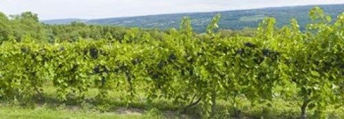 Posterazzi Grapevines in a Vineyard Finger Lakes New York State USA Poster Print 36 x 13 Varies Posterazzi Grapevines in a Vineyard Finger Lakes New York State USA Poster Print 36 x 13 Varies