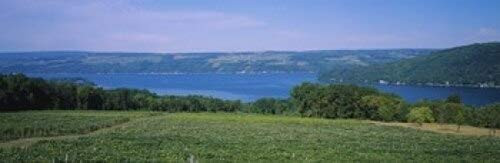 Posterazzi High angle view of a vineyard near Keuka Finger Lakes New York State USA Poster Print 36 x 12 Posterazzi High angle view of a vineyard near Keuka Finger Lakes New York State USA Poster Print 36 x 12