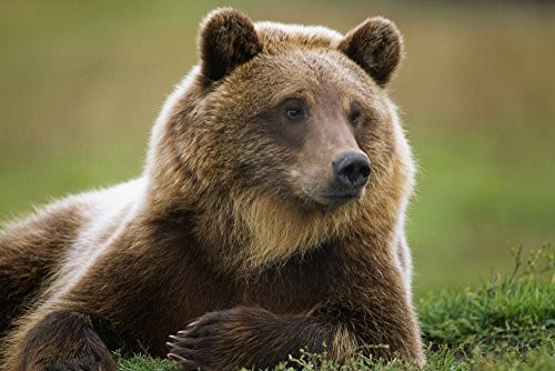 Posterazzi DPI2093911 Captive Brown Bear Laying Wildlife Conservation Center Summer in Southcentral Alaska Poster Print 17 x 11 Posterazzi DPI2093911 Captive Brown Bear Laying Wildlife Conservation Center Summer in Southcentral Alaska Poster Print 17 x 11