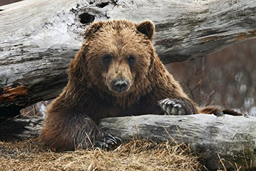 Posterazzi DPI2094116 An Adult Brown Bear Rests On A Log Wildlife Conservation Center Near Portage Southcentral Alaska Spring Captive Poster Print 19 x 12
