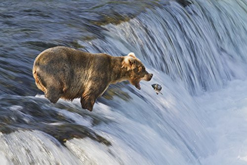 Brown bear Ursus arctos about to catch a jumping sockeye salmon Oncorhynchus nerka at Brooks Falls Katmai National Park and Preserve Southwest Alaska Poster Print 19 x 12