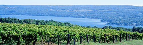 USA New York Finger Lakes Vineyard Poster Print 36 x 12 USA New York Finger Lakes Vineyard Poster Print 36 x 12