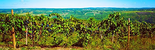 Posterazzi PPI54816LARGE Grape vineyards in Finger Lake Region New York State USA Poster Print 12 x 36 Posterazzi PPI54816LARGE Grape vineyards in Finger Lake Region New York State USA Poster Print 12 x 36