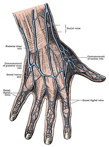 Posterazzi Dorsum of The Hand and Fingers Poster Print by Science Source 18 x 24 Varies